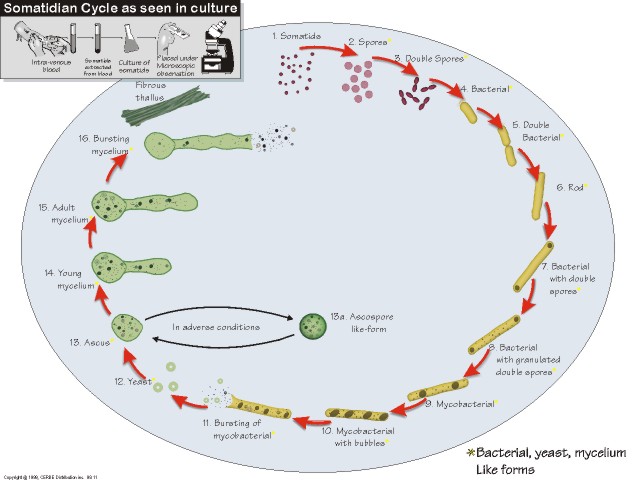 院長ブログ ナカムラクリニック 内科 心療内科 精神科 神戸市中央区 花隈 元町 三宮